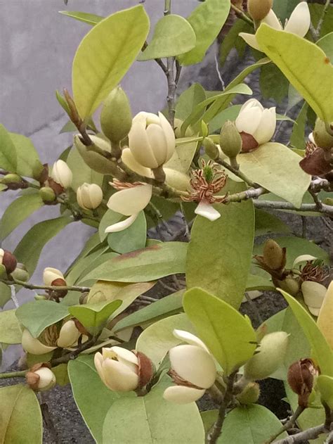 含笑花盆栽|含笑开花美，室内盆栽有技巧，掌握年年都开花，水果香味飘满屋。